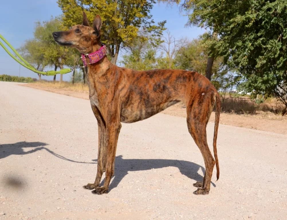 BUKI, female Galgo Español for adoption at Espéranto des Lévriers, esperanto des levriers