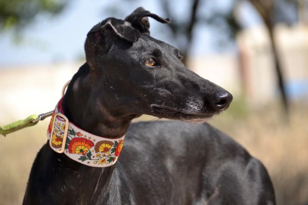 GAHONA, female Galgo Español for adoption at Espéranto des Lévriers, esperanto des levriers