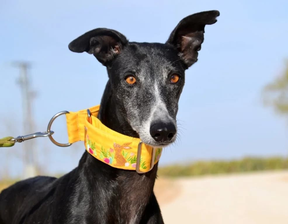 LUZ, female Galgo Español for adoption at Espéranto des Lévriers, esperanto des levriers
