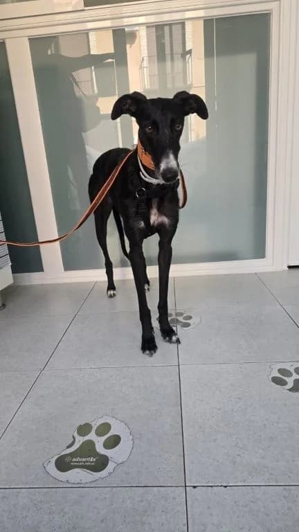 YOLI, female Galgo Español for adoption at Espéranto des Lévriers, esperanto des levriers