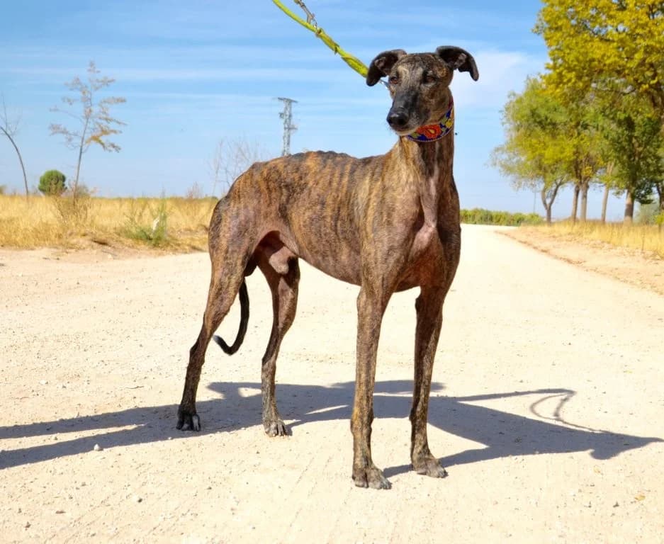 BALON, male Galgo Español for adoption at Espéranto des Lévriers, esperanto des levriers
