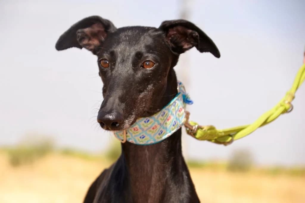 CATALINA, female Galgo Español for adoption at Espéranto des Lévriers, esperanto des levriers