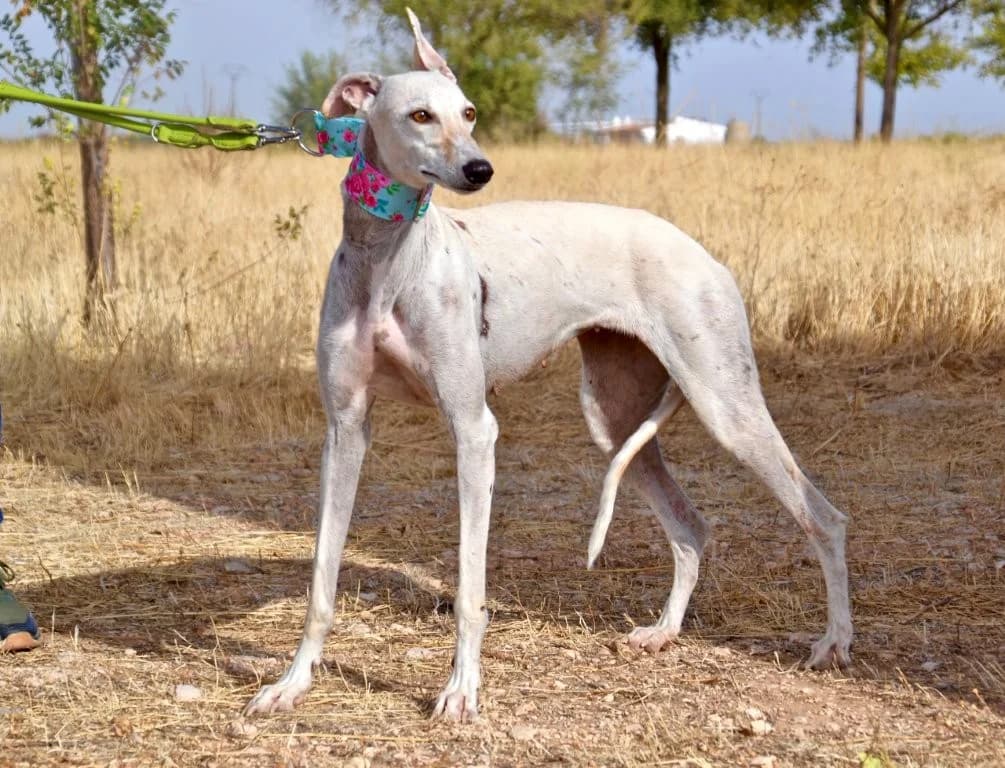 JAUPITI, female Galgo Español for adoption at Espéranto des Lévriers, esperanto des levriers