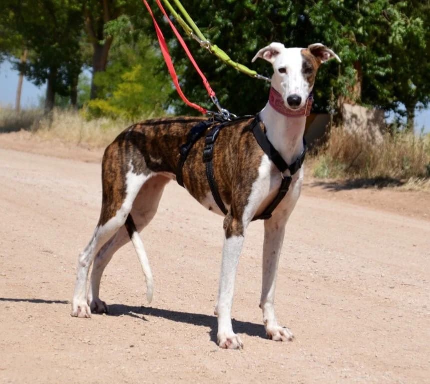 JENNY, female Galgo Español for adoption at Espéranto des Lévriers, esperanto des levriers