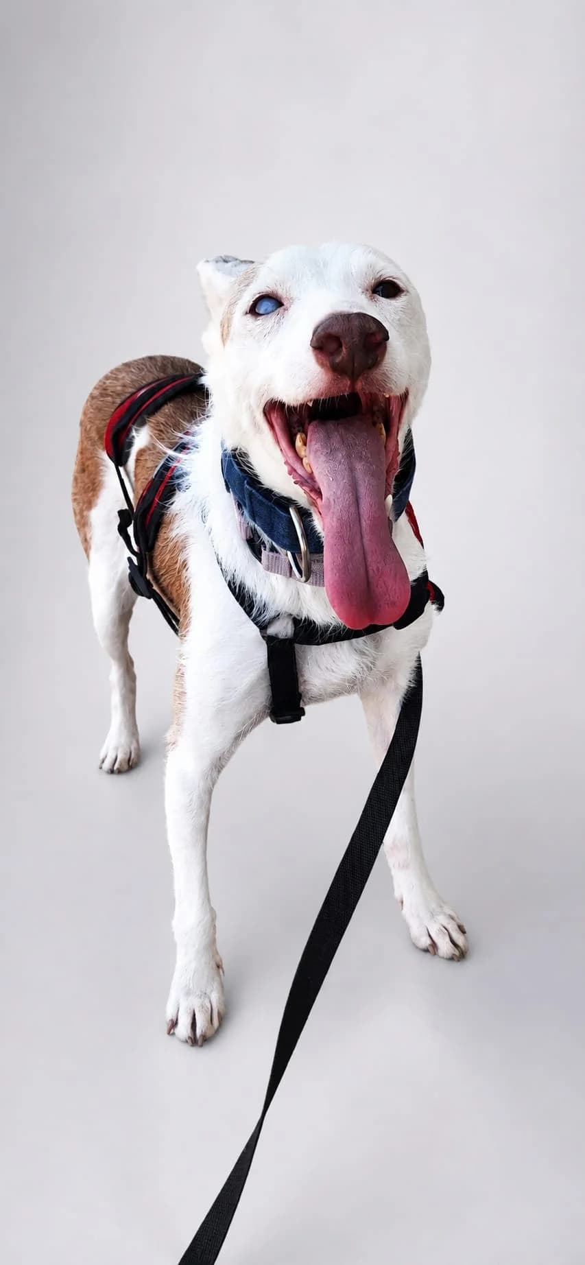 LASSIE, female Podenco for adoption at Espéranto des Lévriers, esperanto des levriers