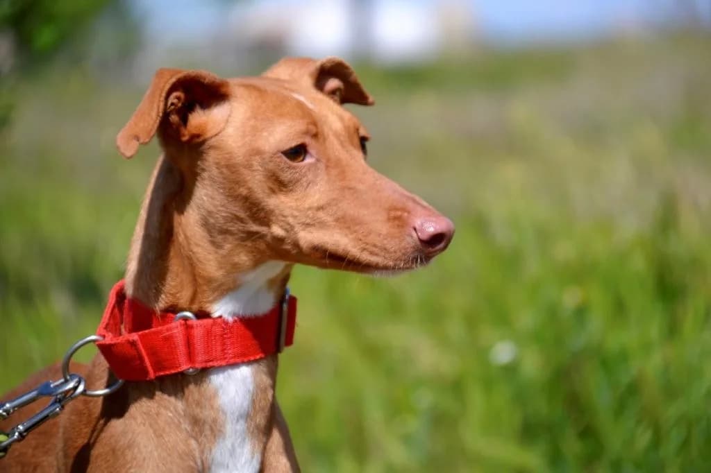 ZIA, female Podenco for adoption at Espéranto des Lévriers, esperanto des levriers