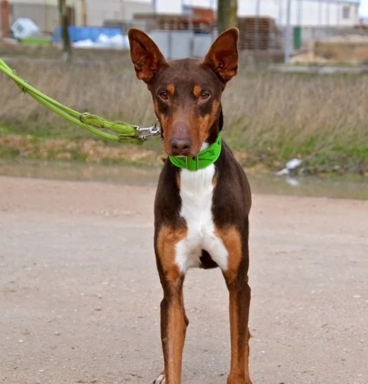 THOR, male Podenco for adoption at Espéranto des Lévriers, esperanto des levriers