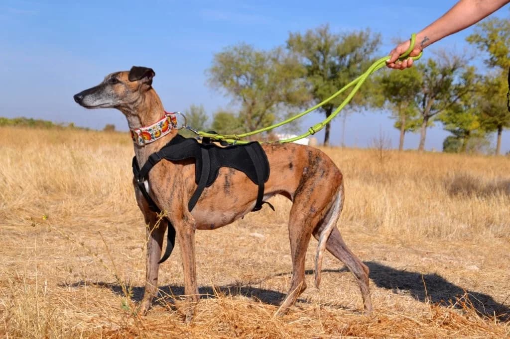 BELLA, female Galgo Español for adoption at Espéranto des Lévriers, esperanto des levriers