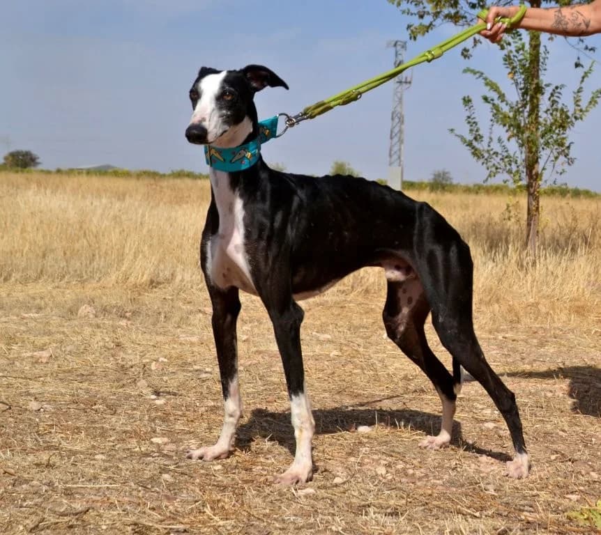 FLAQUITO, male Galgo Español for adoption at Espéranto des Lévriers, esperanto des levriers