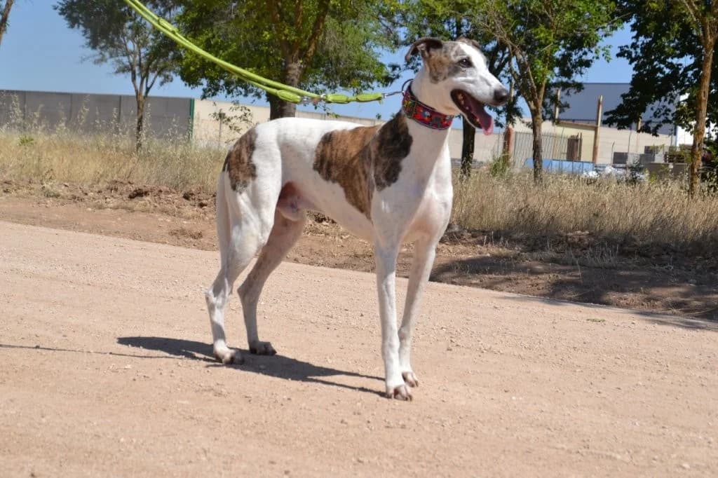 JUAN, male Galgo Español for adoption at Espéranto des Lévriers, esperanto des levriers