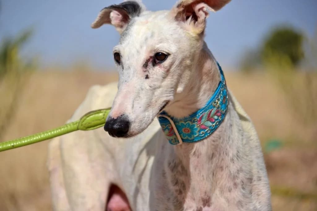 MAYRA, female Galgo Español for adoption at Espéranto des Lévriers, esperanto des levriers
