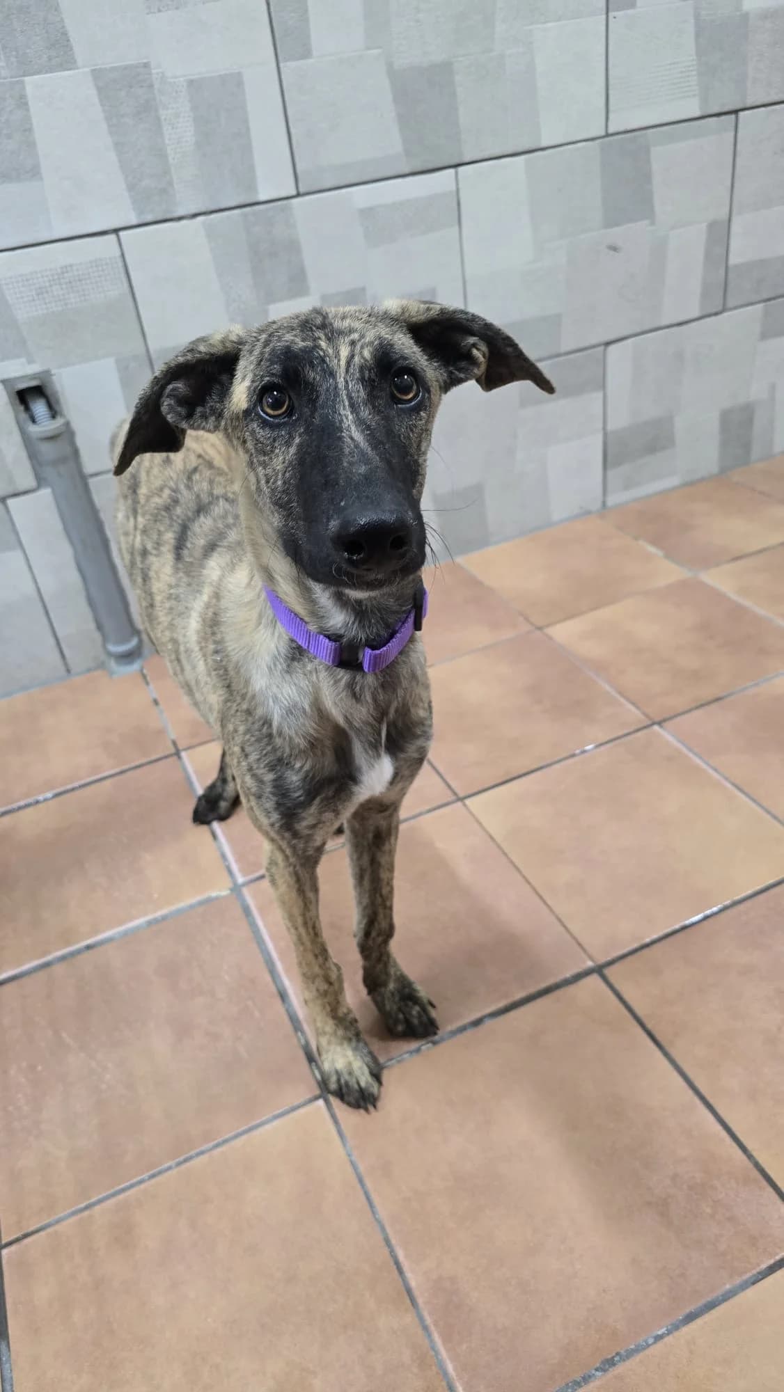 PRESLEY, male Galgo Español for adoption at Espéranto des Lévriers, esperanto des levriers