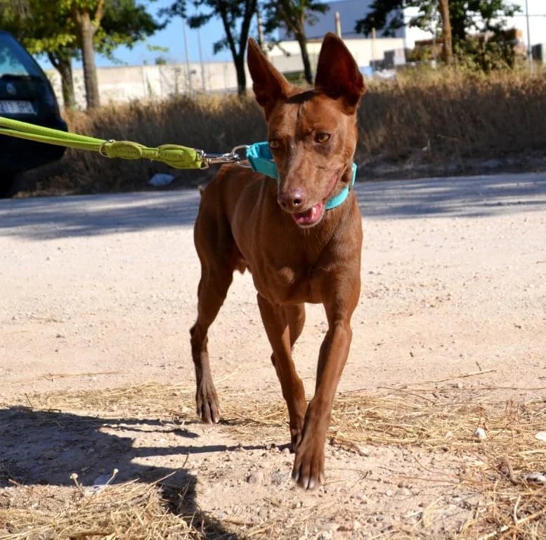 ABEL, male Podenco for adoption at Espéranto des Lévriers, esperanto des levriers
