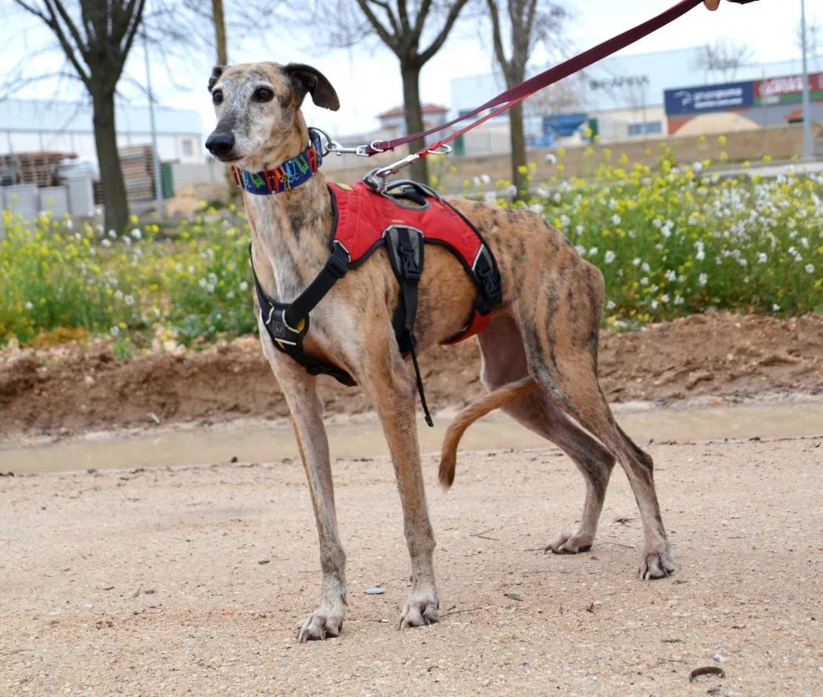 IRIS, female Galgo Español for adoption at Espéranto des Lévriers, esperanto des levriers