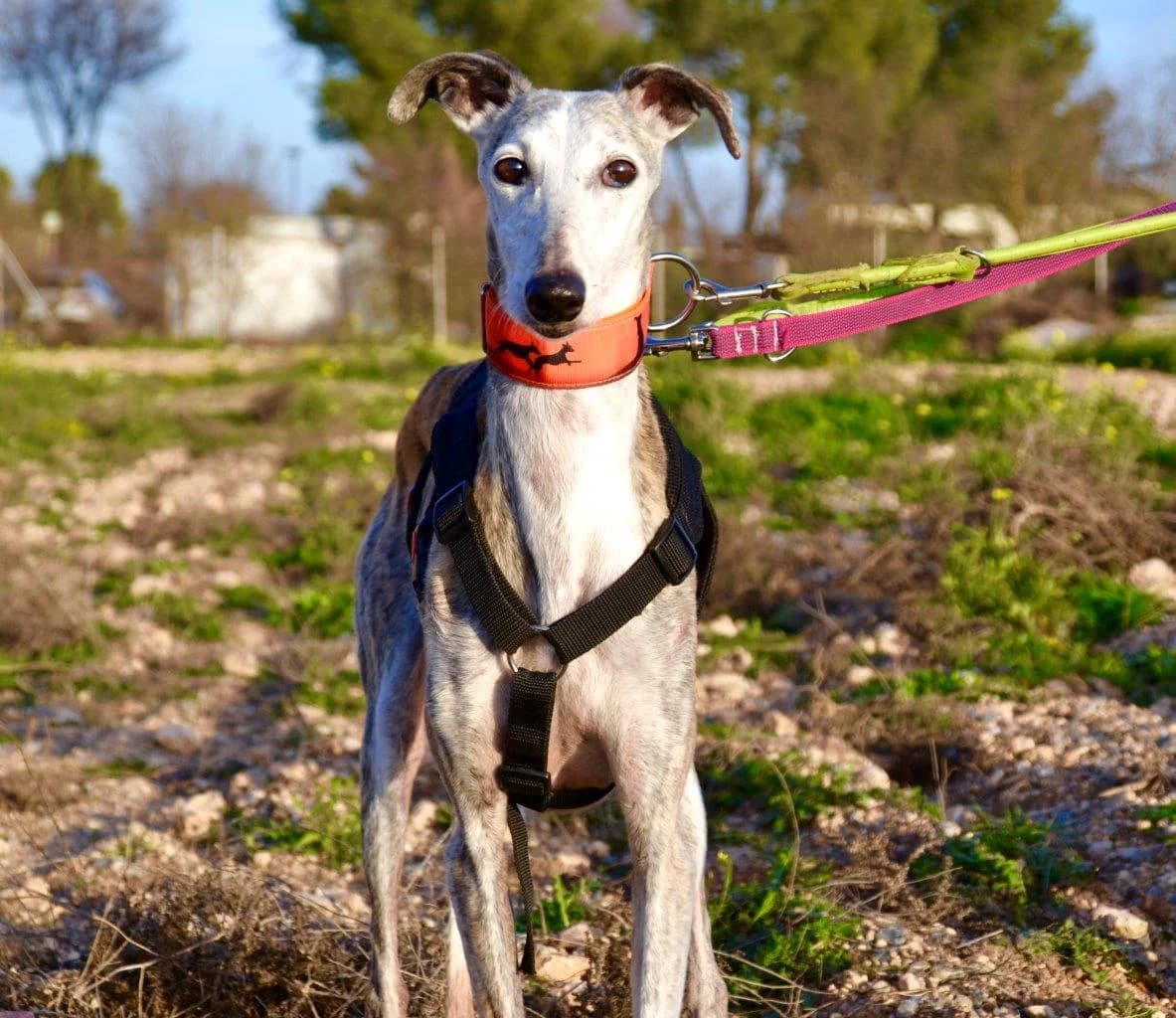 ABUELA, female Galgo Español for adoption at Espéranto des Lévriers, esperanto des levriers