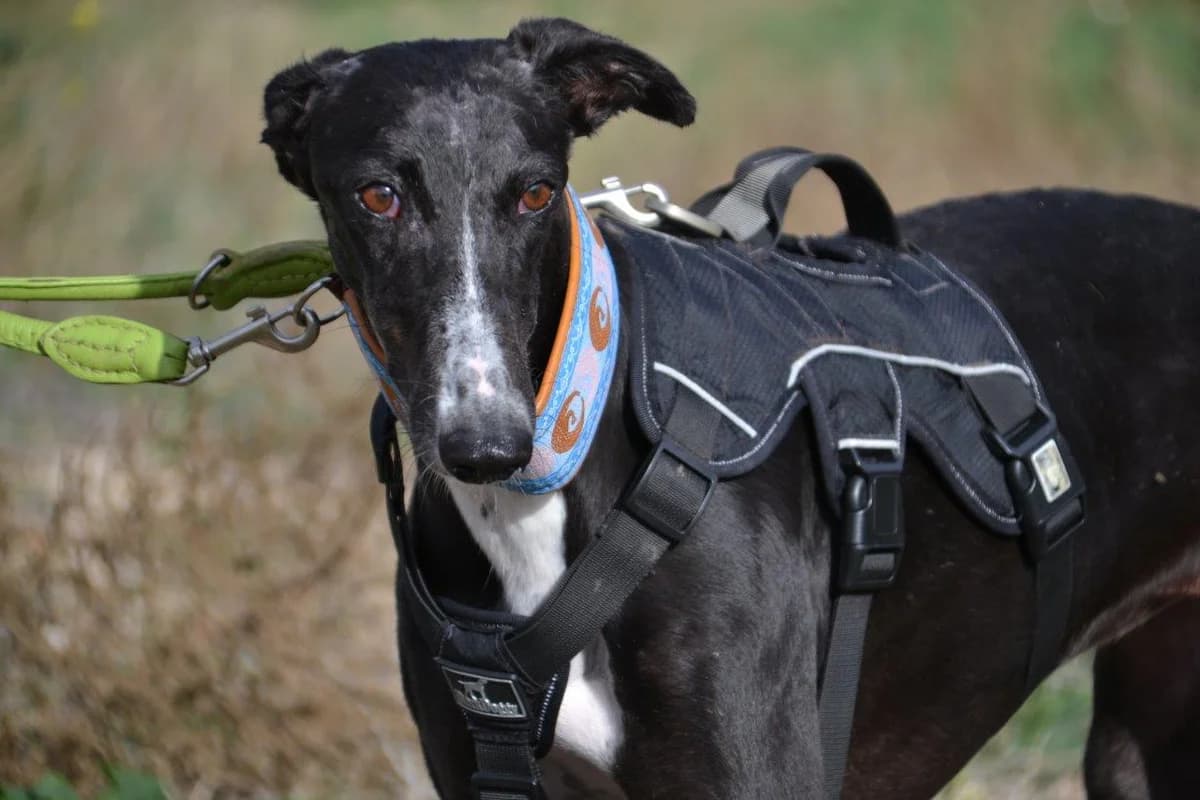 REMENY, female Galgo Español for adoption at Espéranto des Lévriers, esperanto des levriers