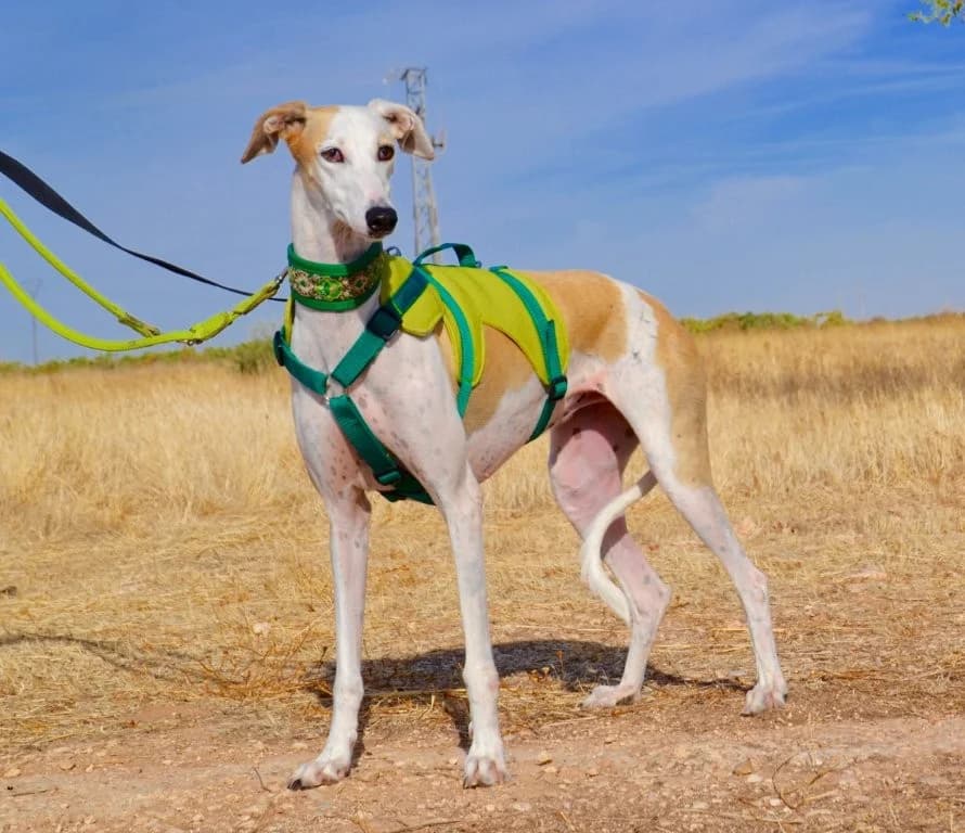 BELEN, female Galgo Español for adoption at Espéranto des Lévriers, esperanto des levriers