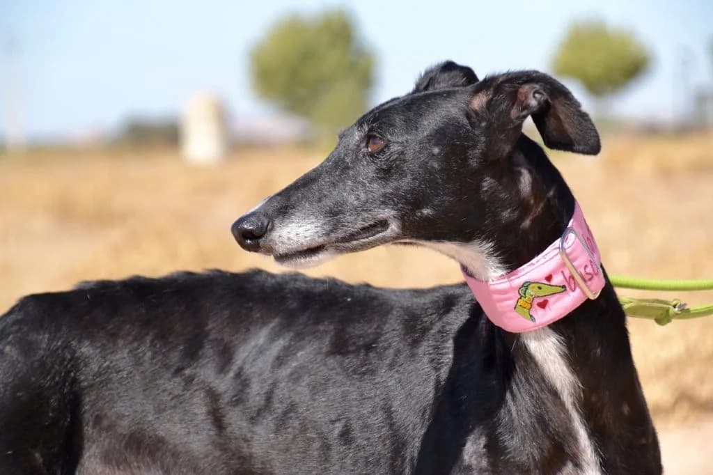 MAMI, female Galgo Español for adoption at Espéranto des Lévriers, esperanto des levriers