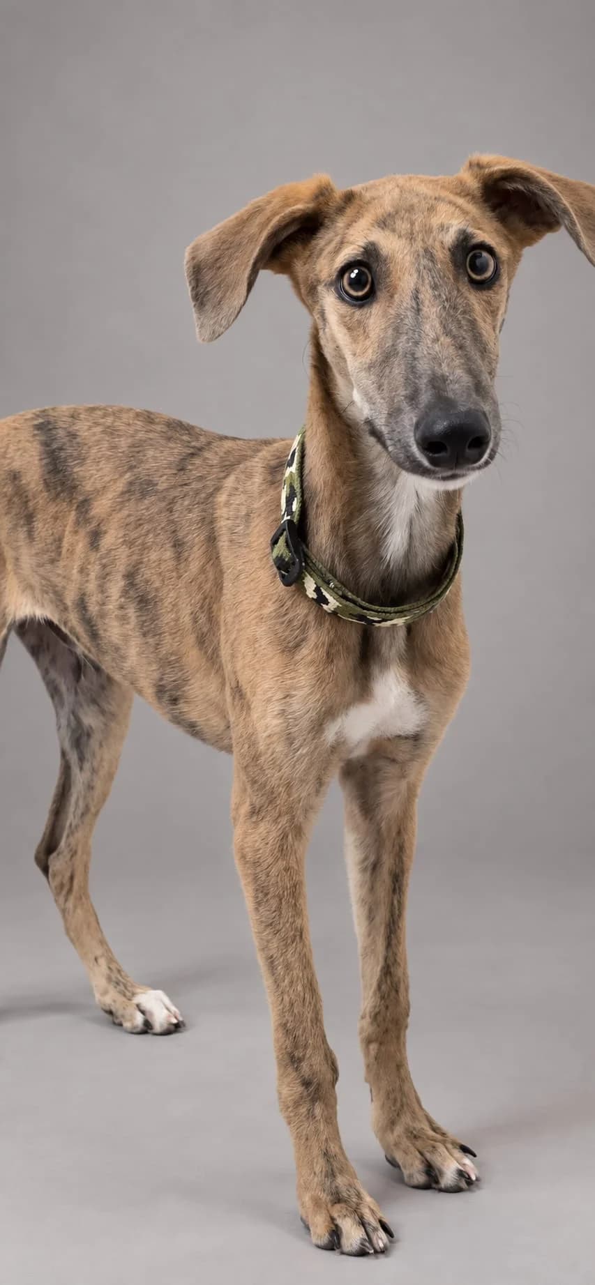 MIGUEL, male Galgo Español for adoption at Espéranto des Lévriers, esperanto des levriers