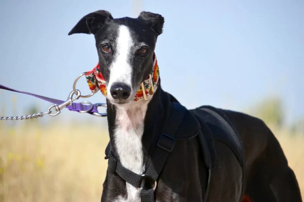 OLIVO, male Galgo Español for adoption at Espéranto des Lévriers, esperanto des levriers