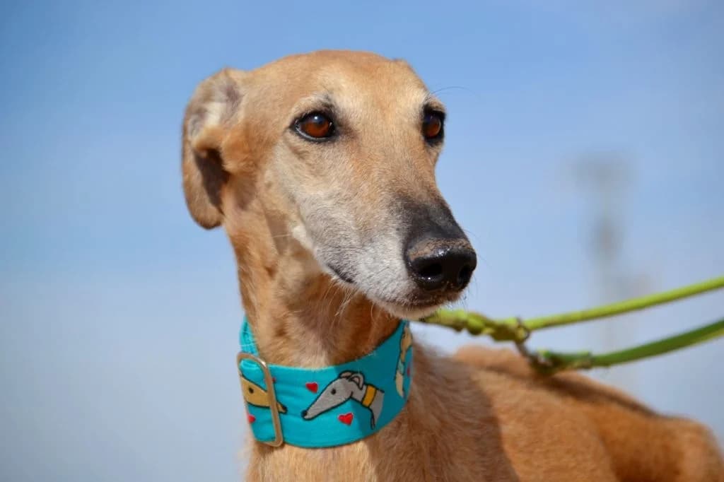 LOLO EROS, male Galgo Español for adoption at Espéranto des Lévriers, esperanto des levriers