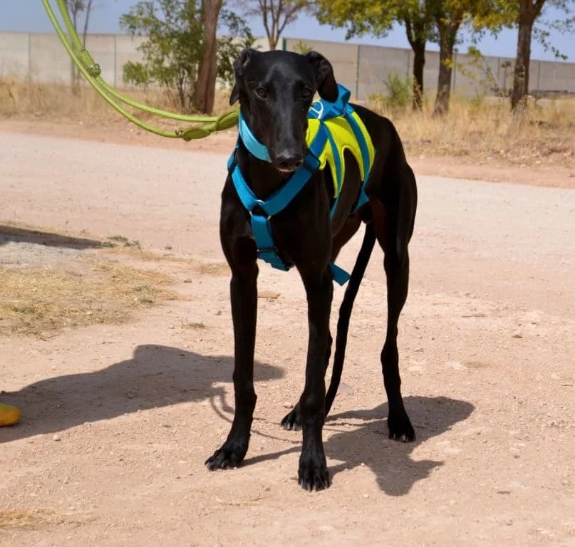 NICOLAS, male Galgo Español for adoption at Espéranto des Lévriers, esperanto des levriers