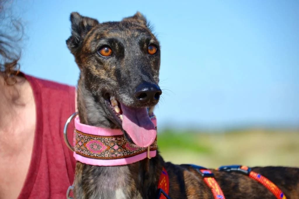 ONA, female Galgo Español for adoption at Espéranto des Lévriers, esperanto des levriers