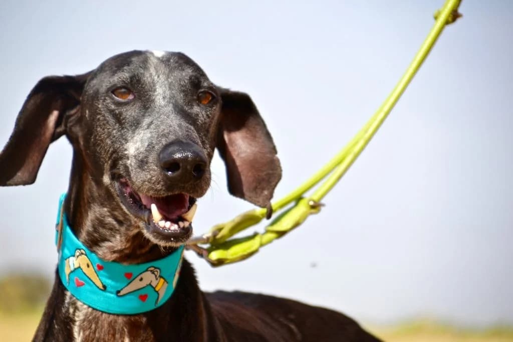 ROCKY, male Galgo Español for adoption at Espéranto des Lévriers, esperanto des levriers