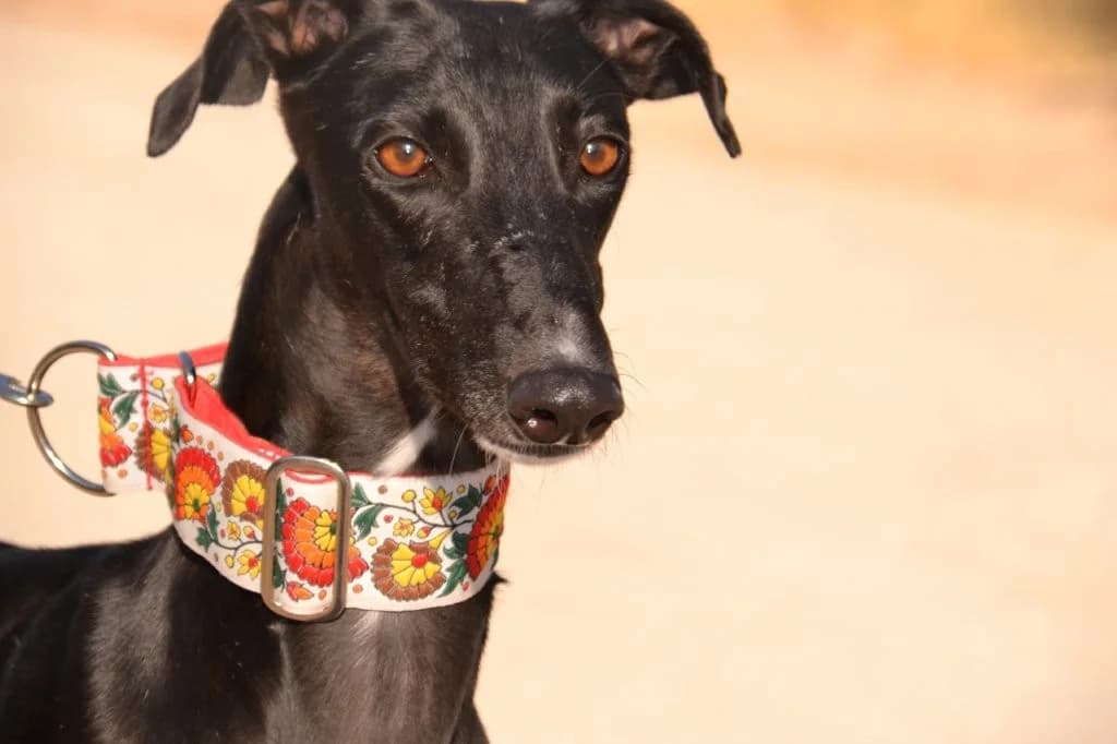 VENUS, female Galgo Español for adoption at Espéranto des Lévriers, esperanto des levriers