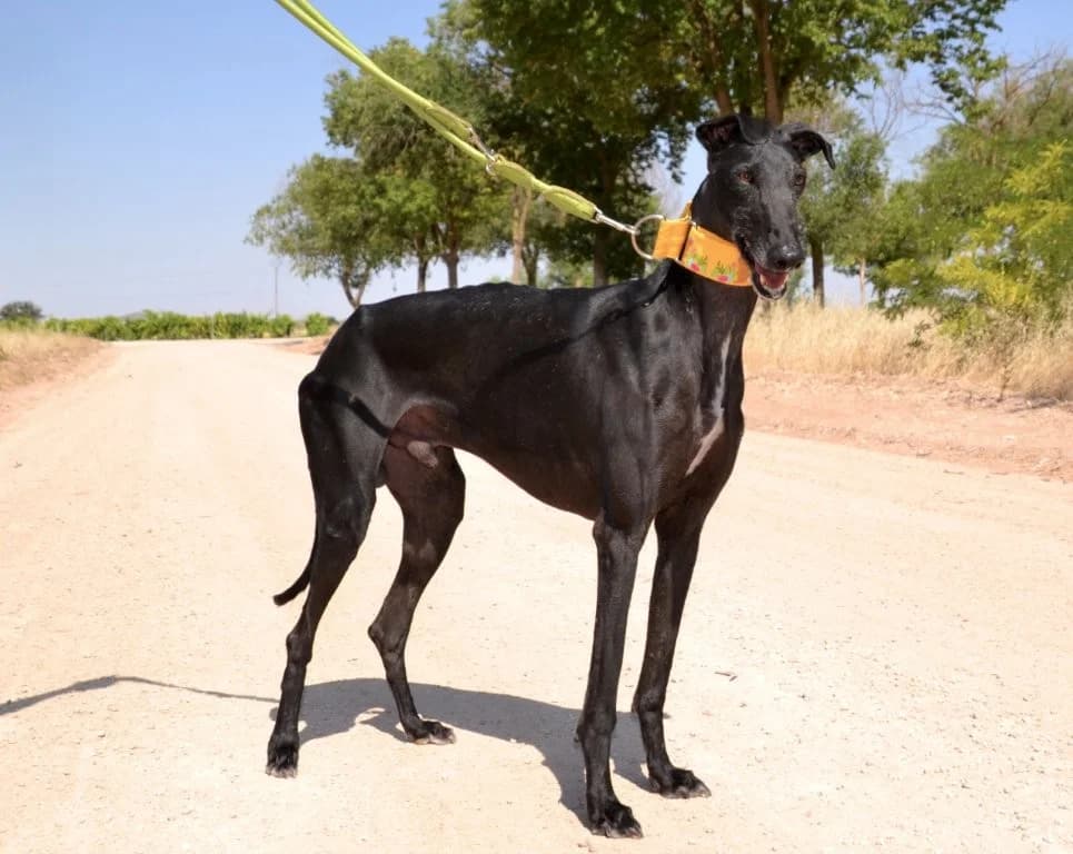 YATRE, male Galgo Español for adoption at Espéranto des Lévriers, esperanto des levriers