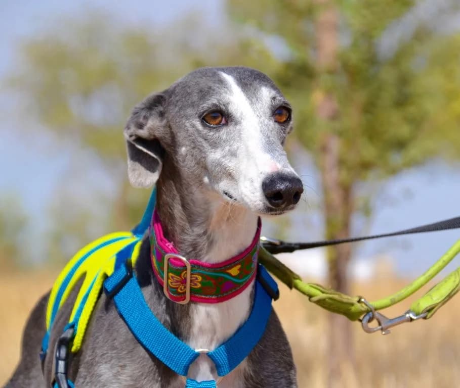 BIMBA, female Galgo Español for adoption at Espéranto des Lévriers, esperanto des levriers