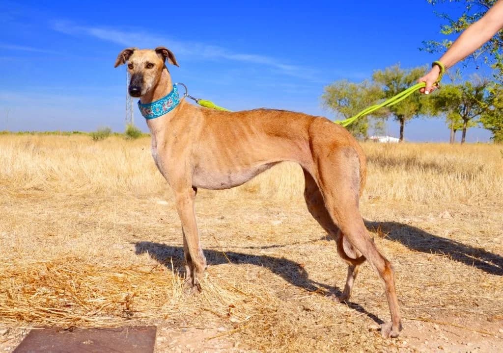 TILA, female Galgo Español for adoption at Espéranto des Lévriers, esperanto des levriers