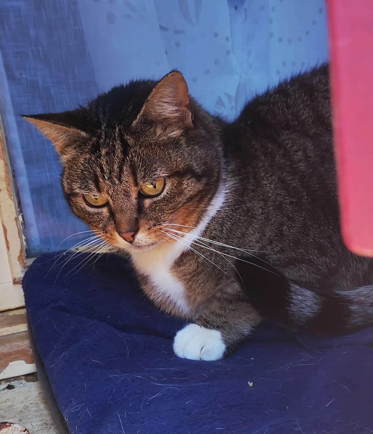 Minette, female 5yo Mixed Breed for adoption at L