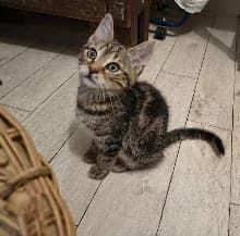 Gabin, male puppy Mixed Breed for adoption at Family Wanted, Élancourt