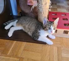 Rintintin, male puppy Mixed Breed for adoption at Family Wanted, Élancourt