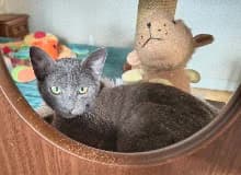Val, male puppy Mixed Breed for adoption at Family Wanted, Élancourt
