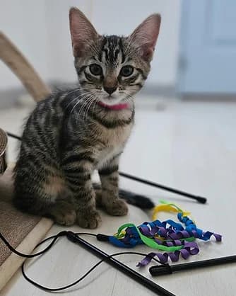ArtΓ©mis, Mixed Breed for adoption at FΓ©lin Possible 76, felin possible 76