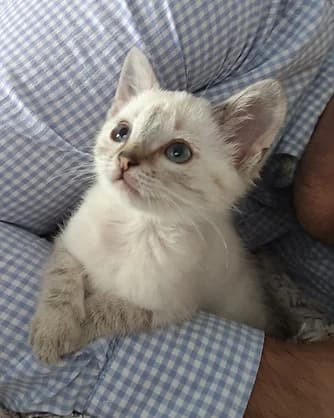 Berry, Mixed Breed for adoption at Félin Possible 76, felin possible 76