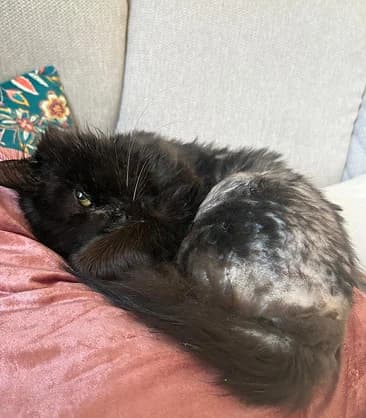 Billy, Mixed Breed for adoption at Félin Possible 76, felin possible 76