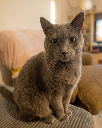 Grisou, Mixed Breed for adoption at Félin Possible 76, felin possible 76