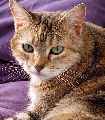 Fifille, Mixed Breed for adoption at Félin Possible 76, felin possible 76