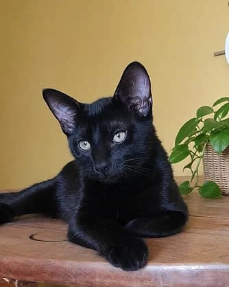 Caïd, Mixed Breed for adoption at Félin Possible 76, felin possible 76