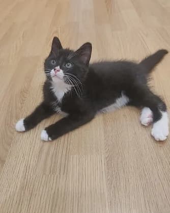 Mousse, Mixed Breed for adoption at Félin Possible 76, felin possible 76