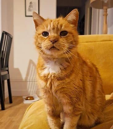 Oliver, Mixed Breed for adoption at Félin Possible 76, felin possible 76