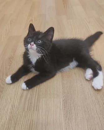Mousse, Mixed Breed for adoption at Félin Possible 76, felin possible 76