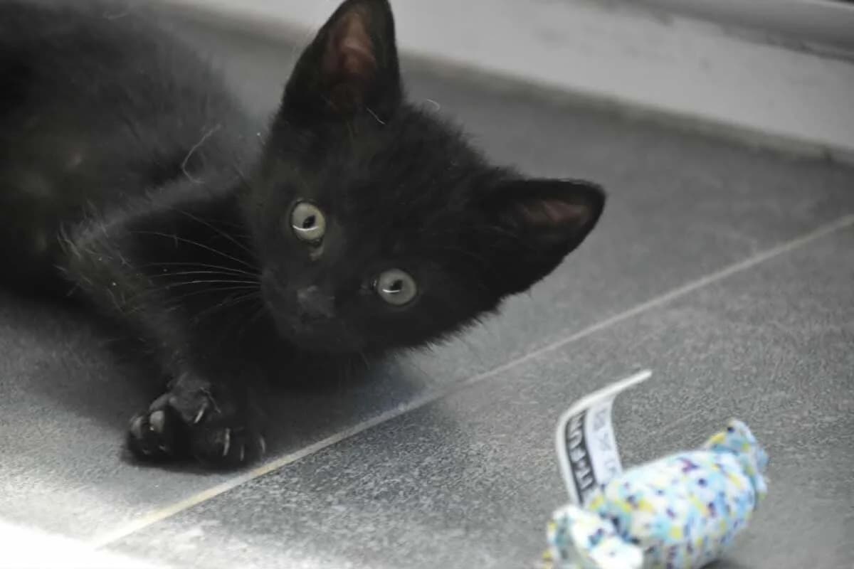 Bandit, Mixed Breed for adoption at Felis Canis Association