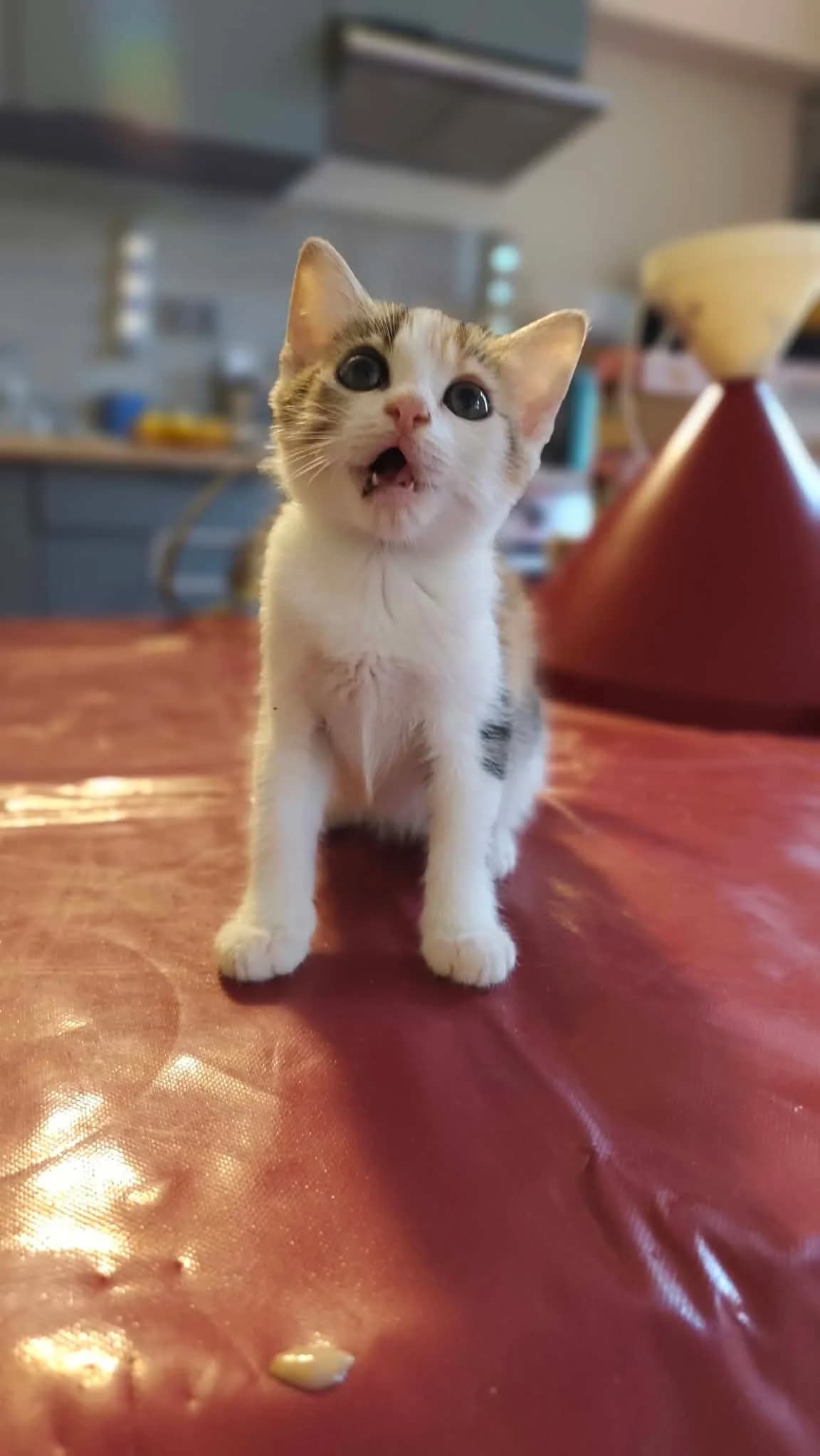 Beckie, Mixed Breed for adoption at Felis Canis Association