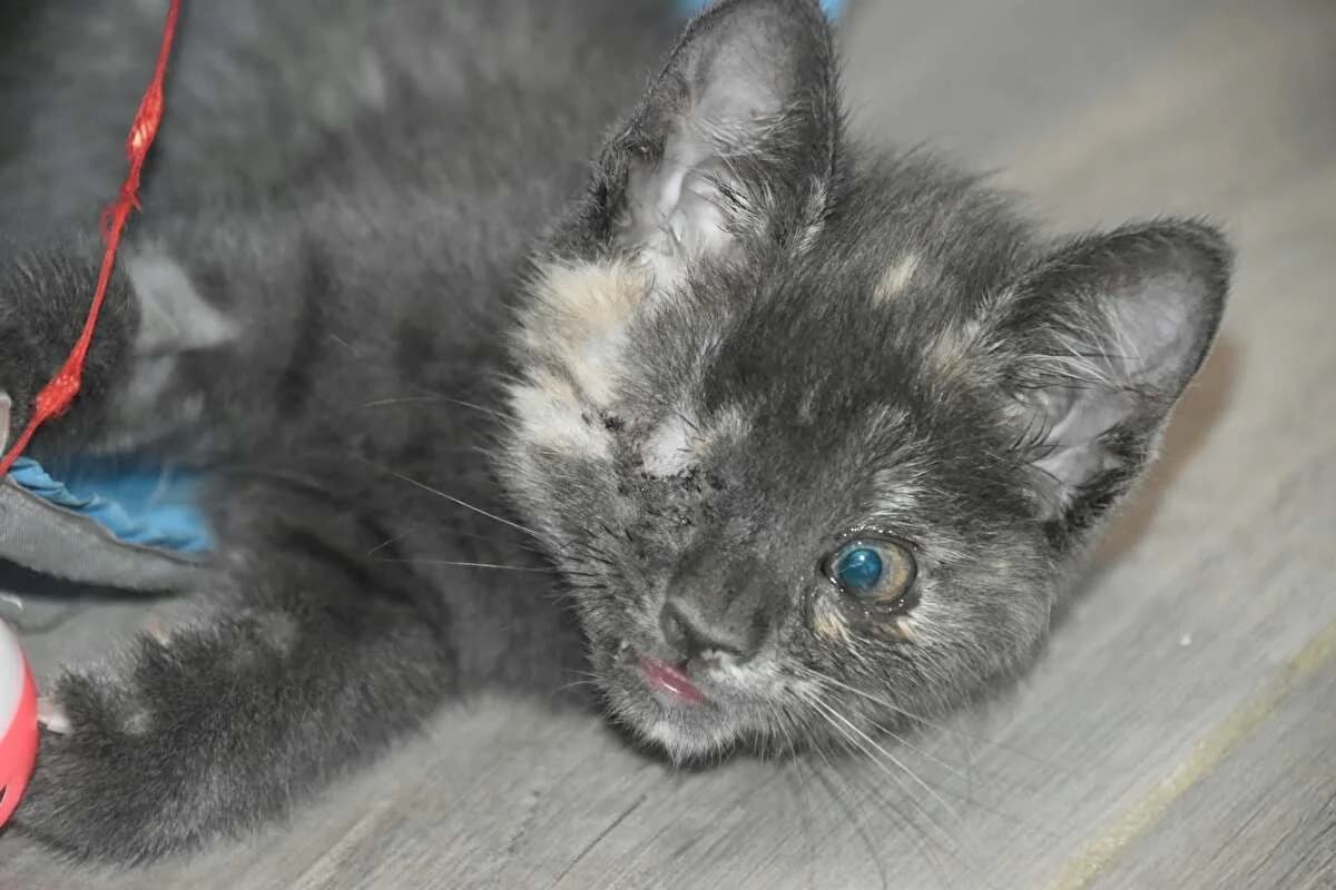 Bolo, Mixed Breed for adoption at Felis Canis Association