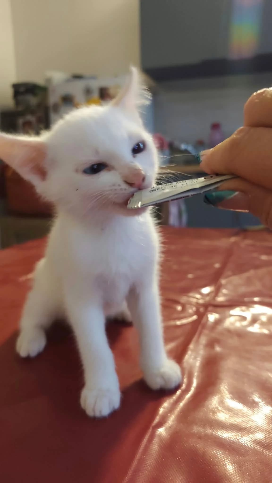 Booba, Mixed Breed for adoption at Felis Canis Association