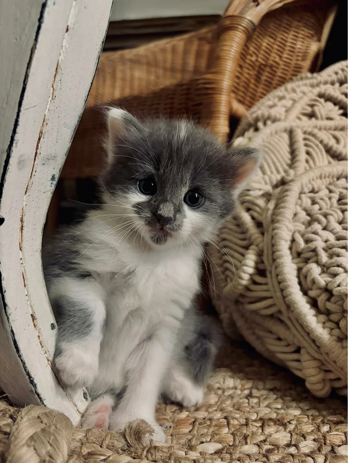 Bulle, Mixed Breed for adoption at Felis Canis Association